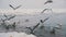 Group of Seagulls Diving and Fighting for Food in Winter Ice-Covered Sea. Slow Motion