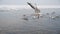 Group of Seagulls Diving and Fighting for Food in Winter Ice-Covered Sea. Slow Motion