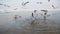 Group of Seagulls Diving and Fighting for Food in Winter Ice-Covered Sea. Slow Motion