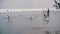 Group of Seagulls Diving and Fighting for Food in Winter Ice-Covered Sea. Slow Motion