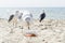 A group of seagulls eating shrimp against sea shore. Close up view of white birds seagull on the beach.