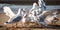 A group of seagulls fighting over a piece of bread on a beach, concept of Feeding Hierarchy, created with Generative AI