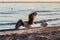 Group of seagulls fighting on sandy sea shore over fish scraps after fishermen clean their catch.