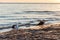 Group of seagulls fighting on sandy sea shore over fish scraps after fishermen clean their catch.