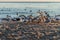 Group of seagulls fighting on sandy sea shore over fish scraps after fishermen clean their catch.