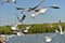Group of seagulls flying on the blue sky background closeup..