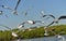 Group of seagulls flying on the blue sky background closeup..