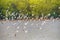 Group of seagulls flying in the sky at Bang Pu, Samut Prakan, Thailand..Large flock of Seagull birds flying over the sea on sunset