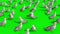 Group of seagulls green screen top 3D Renderings Animations