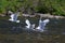 Group of seagulls hunting in a river