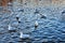 A group of seagulls on the lake