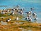 A group of Seagulls on a mossy shore