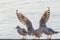 Group of seagulls perched on a metal pole preparing for flight