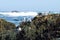 Group of seagulls on the rocky coast