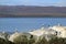 Group of Seagulls on the Rocky Island of Beagle Channel, Ushuaia, Patagonia, Argentina