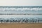 Group of seagulls / sea gull birds on beach