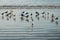 Group of seagulls / sea gull birds on beach