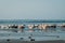 Group of seagulls / sea gull birds on beach