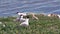 A group of seagulls shot