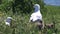 A group of seagulls shot