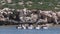 A group of seagulls shot on seashore