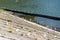 Group of seagulls sitting on the dam on the Olt Valley