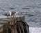 A group of seagulls sitting on the edge of a stone pier