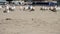 Group Of Seagulls Sitting And Standing On Sand Beach