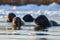 group of seal pups frolicking in the sunshine on frozen lake