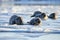 group of seal pups frolicking in the sunshine on frozen lake