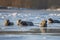 group of seal pups frolicking in the sunshine on frozen lake