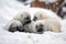 group of seal pups playing in the snow, rolling and wrestling