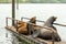 group of sealions on oregon dock barking and looking out to sea