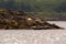 Group of sealions on the seashore