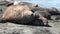 Group of seals female and male on beach of the Falkland Islands