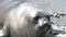 Group of seals female and male on beach of the Falkland Islands Antarctica.