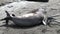 Group of seals female and male on beach of the Falkland Islands Antarctica.