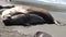 Group of seals female and male on beach of the Falkland Islands Antarctica.