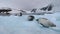 A group of seals lies on a glacier and rest. Andreev.