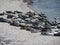 Group of seals lounging on a sun-soaked beach near the sea, basking in the warmth of the summer