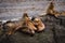 Group of seals and sea lions, Beagle Channel, Ushuaia, Argentina