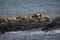 Group of seals and sea lions, Beagle Channel, Ushuaia, Argentina