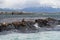 Group of seals and sea lions, Beagle Channel, Ushuaia, Argentina