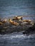 Group of seals and sea lions, Beagle Channel, Ushuaia, Argentina