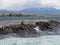 Group of seals and sea lions, Beagle Channel, Ushuaia, Argentina