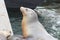 A group of seals sleep on the back of a boat