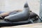 A group of seals sleep on the back of a boat