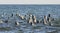 Group of seals watching visitors on sea