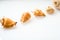 Group of seashells in studio with white background