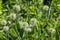 Group of seeds on stems Sugarbowls Leatherflowers in alpine field
